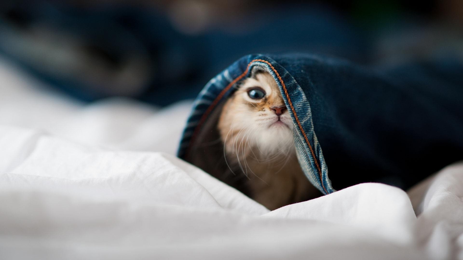 王朝的注脚，当范德萨在伯纳乌的灯光下，为银河战舰写下最沉稳的史诗